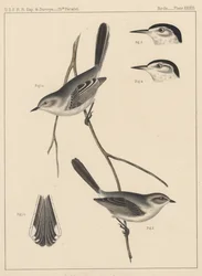 Birds, Plate XXXIII